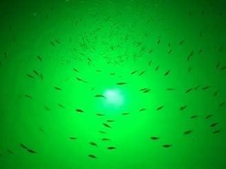 海水対応、セルフクリーニング、バーナクルバーナー水中魚ライト、明るいグリーン7,900ルーメン、シングルドックライト完全キット、50フィートランプケーブル、自動夕暮れから夜明けまで、簡単セルフ設置。