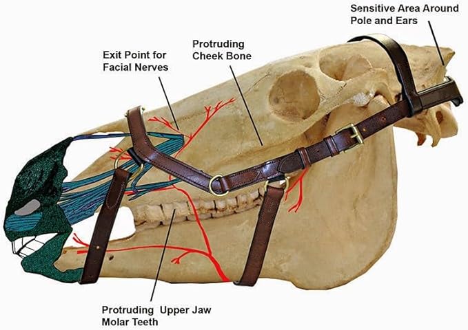 Pressure Relief Comfort Ergonomic Horse Bridle Havana Brown | Ergonomic | Comfortable | Durable (Bridle + Leather Reins, Full/Horse)
