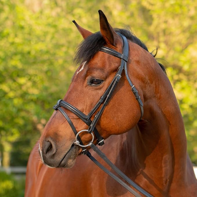 Equinavia Saga Padded Cavesson Dressage Bridle with Reins and Removable Flash