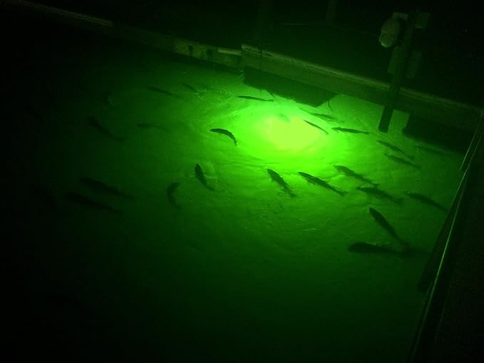 海水対応、セルフクリーニング、バーナクルバーナー水中魚ライト、明るいグリーン7,900ルーメン、シングルドックライト完全キット、50フィートランプケーブル、自動夕暮れから夜明けまで、簡単セルフ設置。