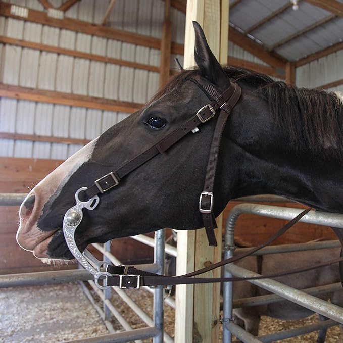 Majestic Ally Horse Headstall with Reins, Nylon Padded Browband, Multiple Colors (Hunter Green, Cob)