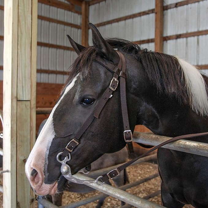 Majestic Ally Horse Headstall with Reins, Nylon Padded Browband, Multiple Colors (Hunter Green, Cob)